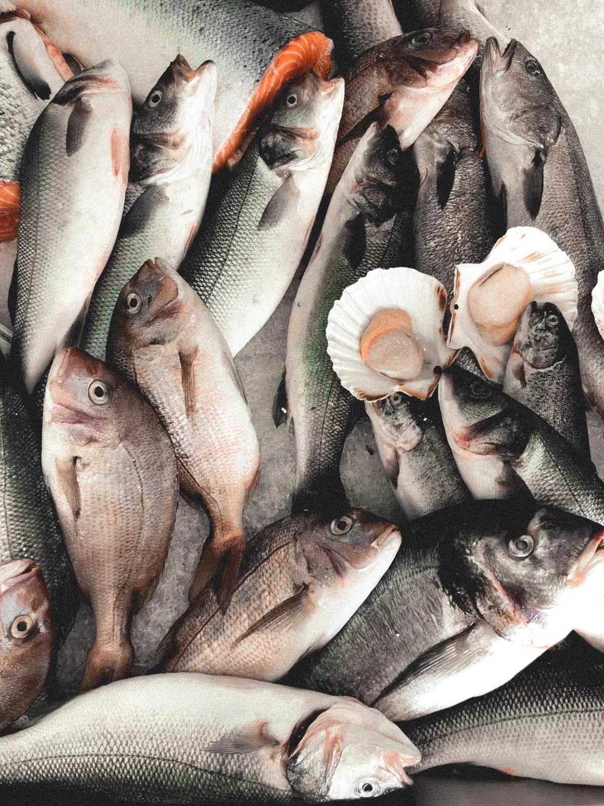 Pesce fresco esposto sul ghiaccio al banco ittico